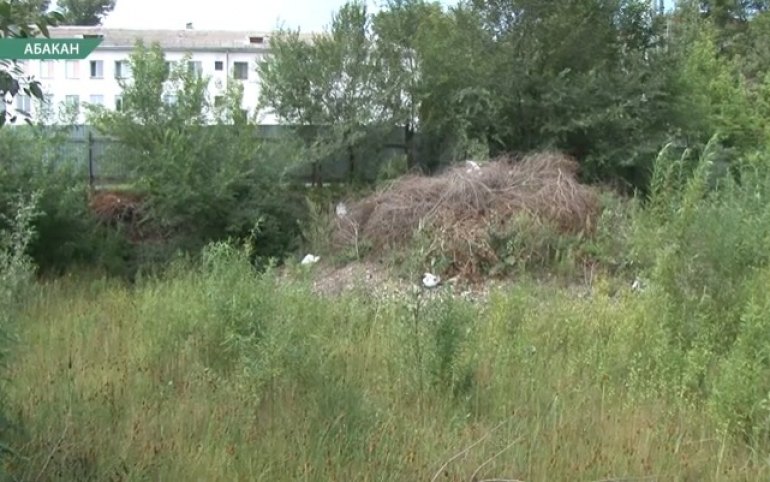 заросший пустырь. заросший пустырь. заросший пустырь укромное местечко. заросший пустырь. борщевик в удмуртии.