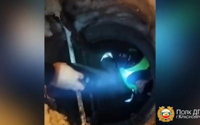 Пес провалился в открытый коллектор в Красноярске. Его спасла автополиция 