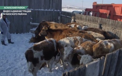 Режим повышенной готовности по дерматиту ввели в двух районах Хакасии