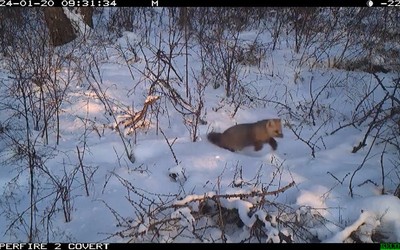 Больше соболей стало в Хакасии. Следы зверьков встречают все чаще 