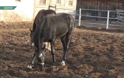 Конюшни и левады без грязи показала дирекция республиканского ипподрома