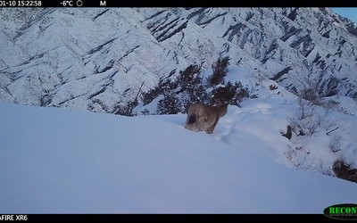 Рыси попались в фотоловушки Саяно-Шушенского заповедника