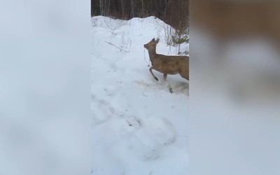 Собаки загнали дикую козу в Абазе