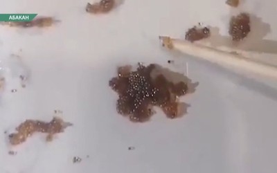 Ресурсники Абакана проверят воду с «икрой»