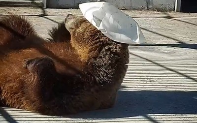 Головной убор и гимнастический снаряд: Буся в Абаканском зоопарке играет с канистрой 