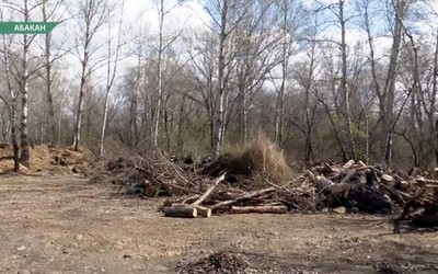 Зона отдыха в Абакане завалена срубленными деревьями