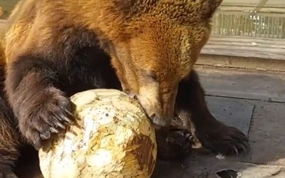 У медвежонка Степана в Абаканском зоопарке новая игрушка
