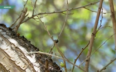 Жуки на Стофато в Абакане продолжают объедать вязы