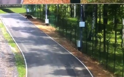Медведя заметили в Красноярске