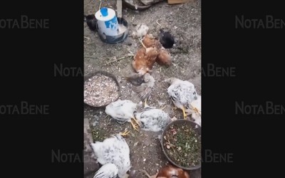 Кур и цыплят передавили бродячие псы под Саяногорском