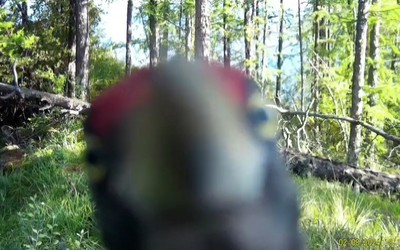 Пернатый вандал: черный дятел вывел из строя фотоловушки в Саяно-Шушенском заповеднике