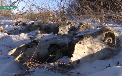 Неизвестные выбросили коровьи черепа в Абакане