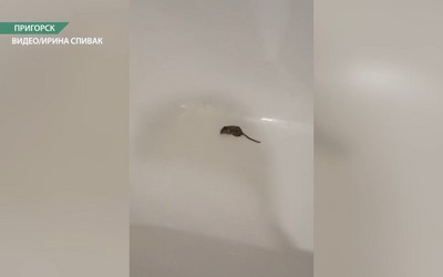 В Пригорске мыши полезли в квартиры, спасаясь от канализации в подвале