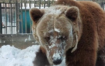 Медведица Катерина прервала свой сон в Абаканском зоопарке 