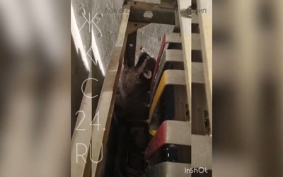 Енот обесточил пять многоэтажек в Норильске