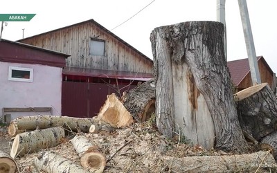 Парковое хозяйство Абакана спилило дерево, которое угрожало дому бойца СВО
