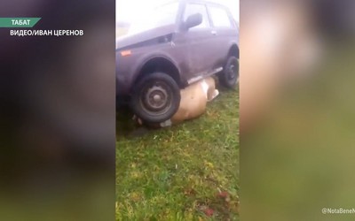 В Табате фермер давит на машине чужих коров и ломает им ноги