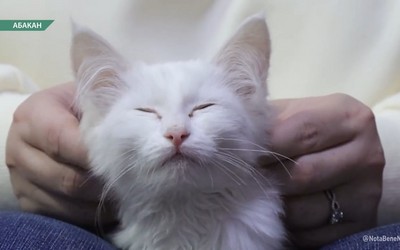 В Абакане открылось котокафе