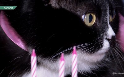 3 года в коллективе УКХТ отмечает кошка Масяня