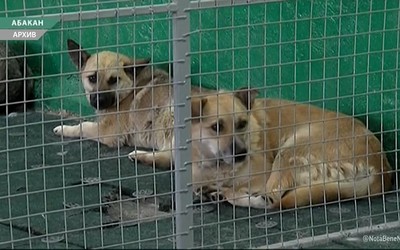 Собаки из приюта для пожизненного содержания могут оказаться на улицах