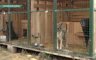 В Абакане разгорается скандал вокруг бездомных собак
