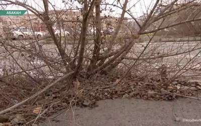 Куст посреди тротуара вырос рядом с Перинатальным центром в Абакане