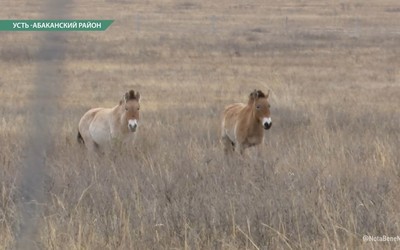 Лошади Пржевальского хорошо адаптируются в хакасской степи