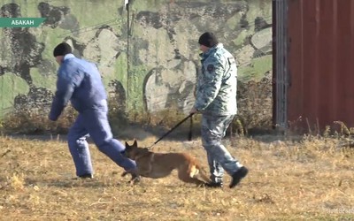 Полицейские кинологи показали, как они тренируют собак