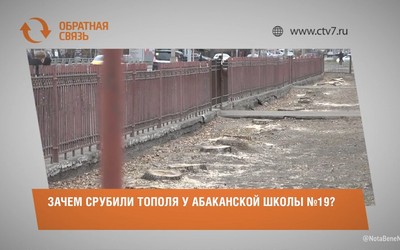 Зачем срубили тополя у абаканской школы №19?