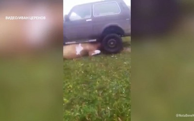 Фермер из Табата, который на красной Ниве сбил корову, не понесёт ответственности