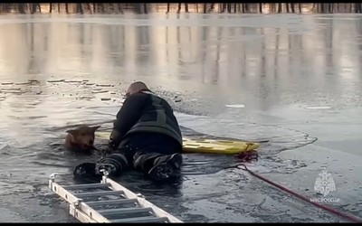 Собаку, провалившуюся в протоку Енисея в Минусинске, вытащили спасатели