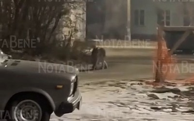 Рысь в городе заметили черногорцы 