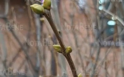 «Зима пришла, скоро сирень зацветёт!»: растения в этом году удивляют жителей Хакасии