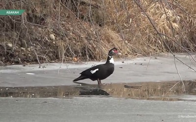 Индоутку в абаканской зоне отдыха ловят инспекторы Минприроды