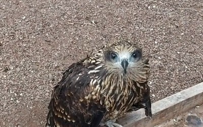 У ручного коршуна Маси в Абакане закончился карантин