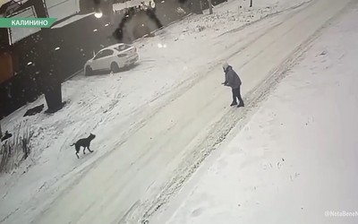 Пенсионерка из Калинино после нападения бойцовой собаки не может взыскать ущерб