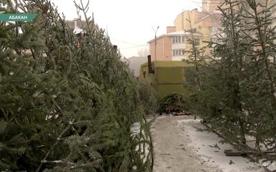 На 500 рублей подорожали елки в этом году