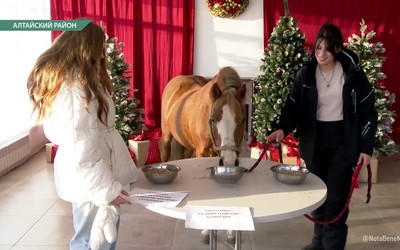 В преддверии года Красной Огненной Лошади мы отправились к живому символу 2026