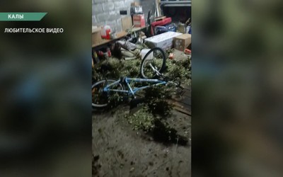 Съели 40 банных веников коровы в деревне Калы. Буренки прорвались в чужой гараж