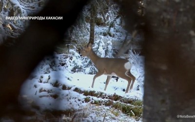 Косули гуляли в окрестностях Саяногорска