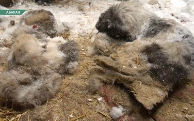 Выкупает собак за деньги, а после голодом доводит до смерти