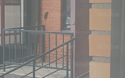 «Нас, по-моему, скоро крысы унесут»: абаканцы жалуются на крыс по Лермонтова 