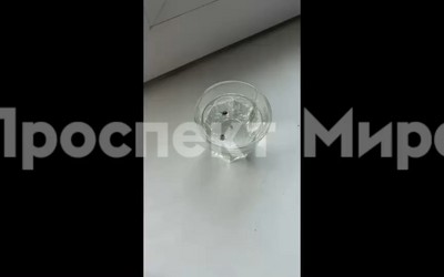 10 клещей сняла красноярка со своей собаки и с себя после короткой прогулки