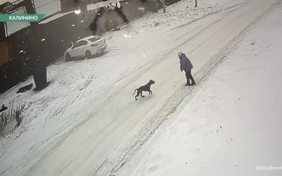 В Калинино бойцовская собака накинулась на пенсионерку и сломала ей колено