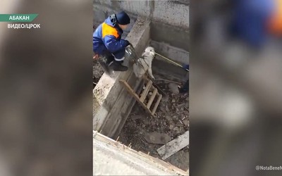 Собаку вытащили сотрудники МЧС из недостроенного подвала