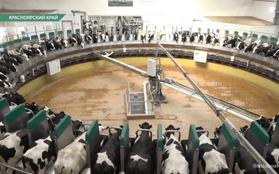 Коровы катаются на каруселях, а ухаживают за ними роботы