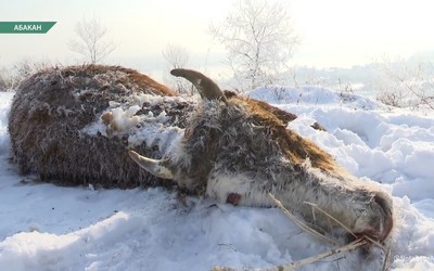 Рядом с тушами скота в Подсинем нашли целое стадо коров без документов 