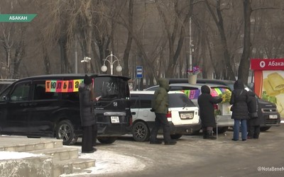 Пока на абаканских улицах мало тюльпанщиков