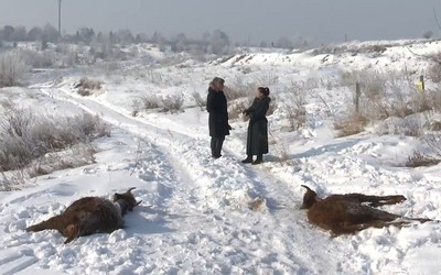 Туши коров на подсиненских дачах убраны