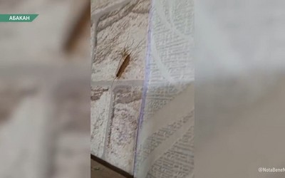 Жильцы абаканской многоэтажки жалуются на насекомых в квартирах